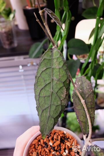 Хойя клеменсиорум суматра