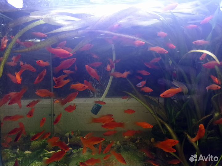 Меченосцы красивые