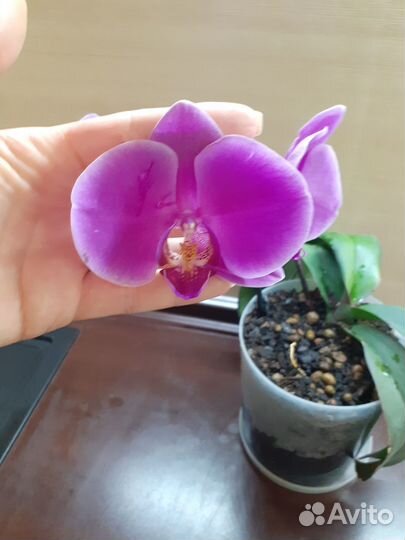Орхидея фаленопсис