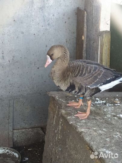 Подсадные гуси для охоты