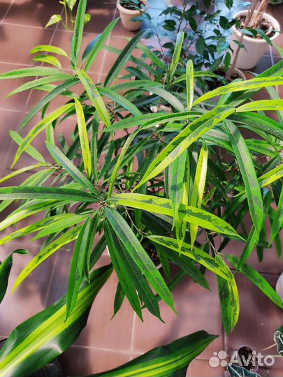 Фикус али Amstel gold