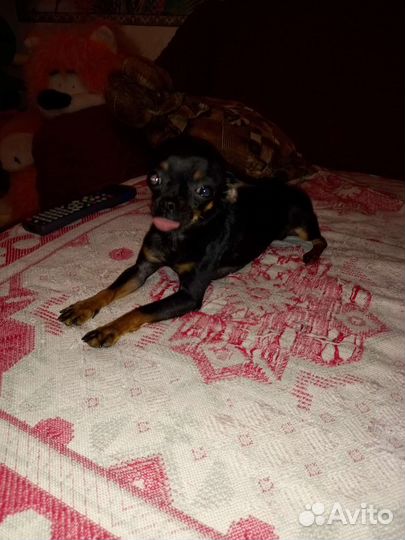 Вязка мини той-терьер