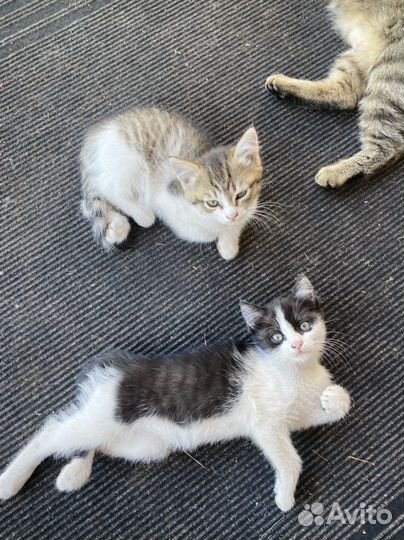 Котята в добрые руки даром