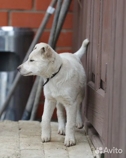 Щенок девочка Умка из монастыря в добрые руки
