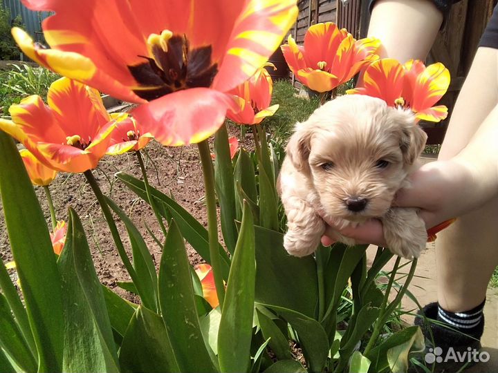 Собака мальтипу