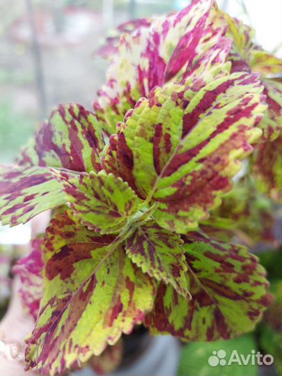 Колеусы вегетативные