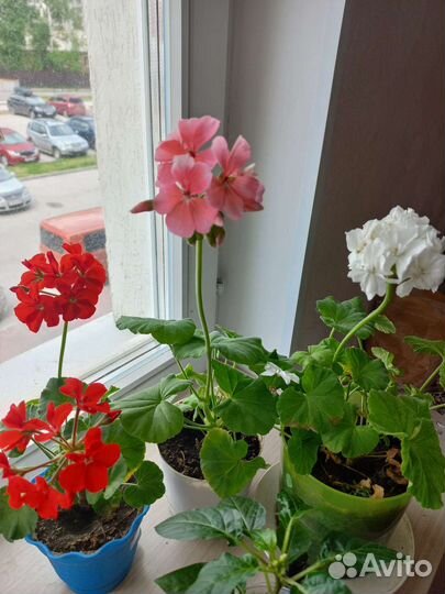 Герань пеларгония