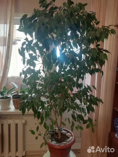 Фикус бенджамина