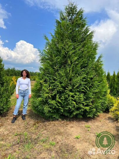 Туя брабант