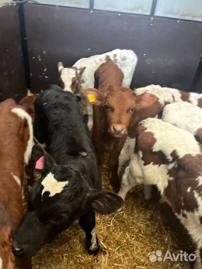 Телята бычки скот с доставкой до двора