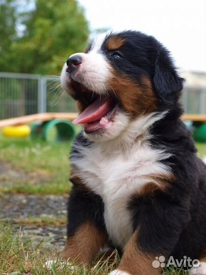 Бернский зенненхунд 3 месяца, мальчик