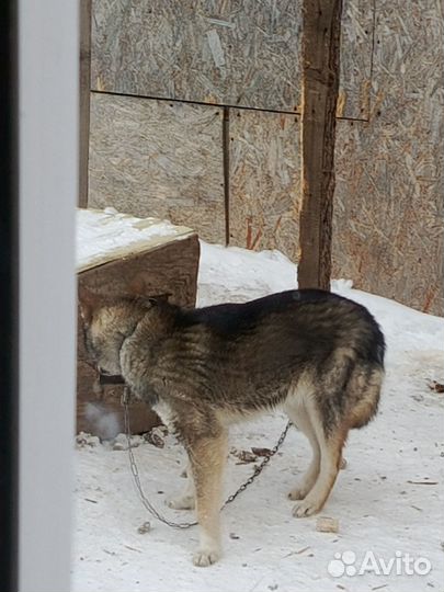 Немецкая овчарка