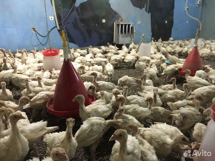 Продаются подросшие, вакцинированные индюшата