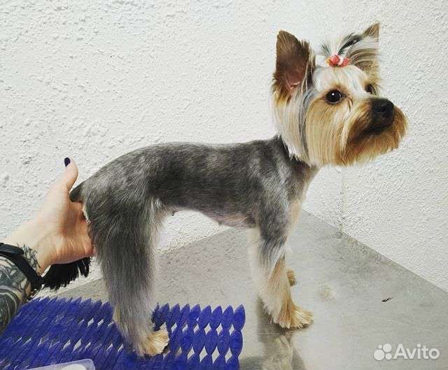 Грумер.Стрижка собак