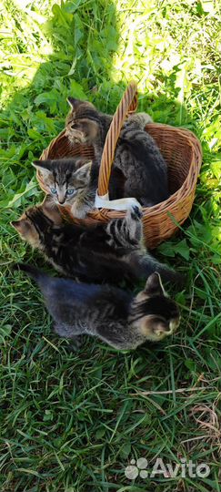 Кошка в дар