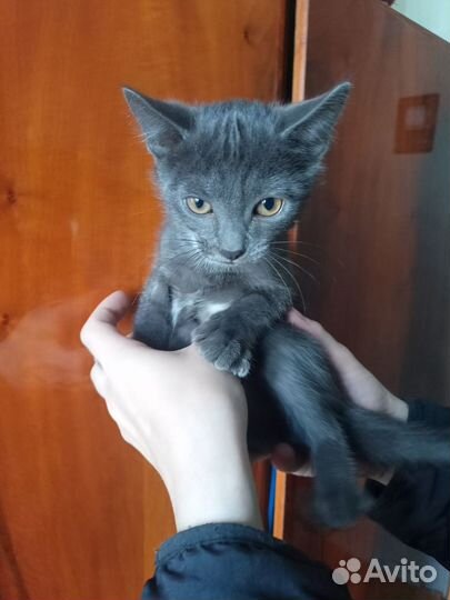 Котята в самые добрые руки