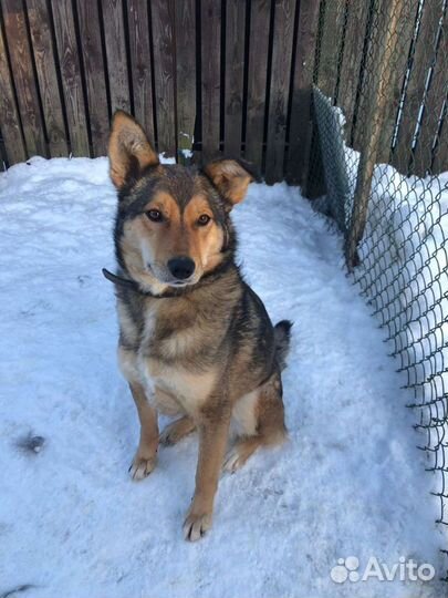 Собака молодая стерилизованная