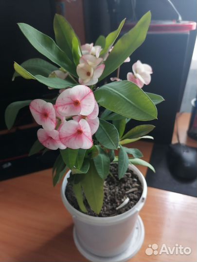 Молочай миля