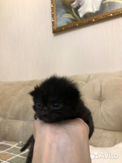 Вислоухие котята в добрые руки бесплатно