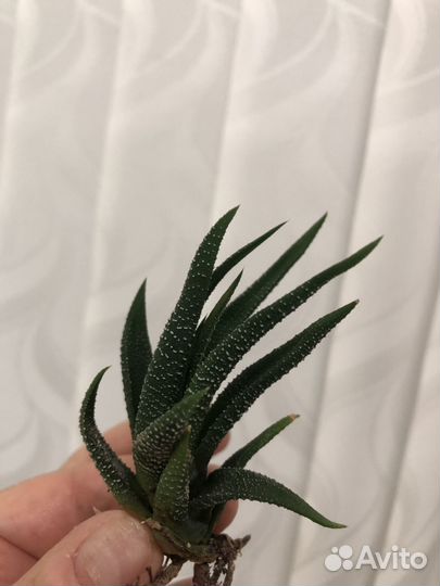 Суккулент хавортия