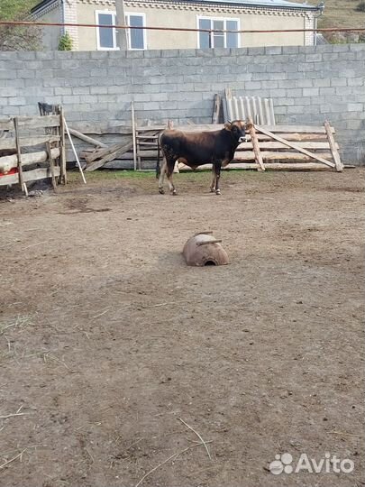 Бычки на откорм
