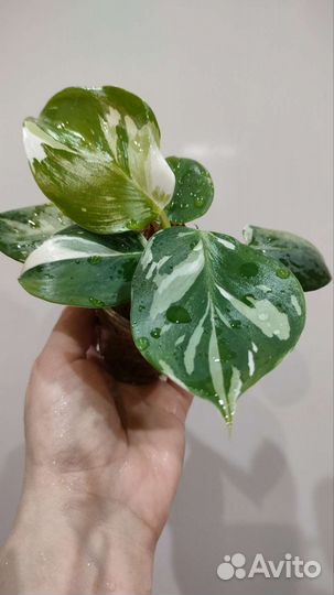 Филодендрон Вайт Визард,алоказия Хетерофилла и др