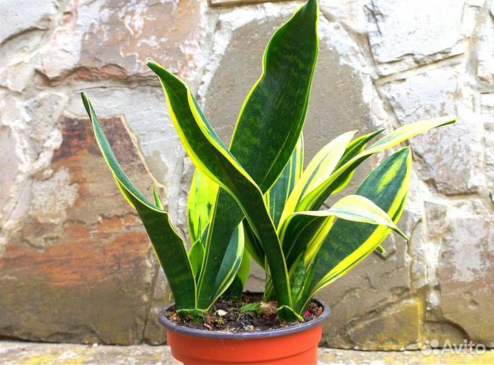 Сансевиерия голден Флейм
