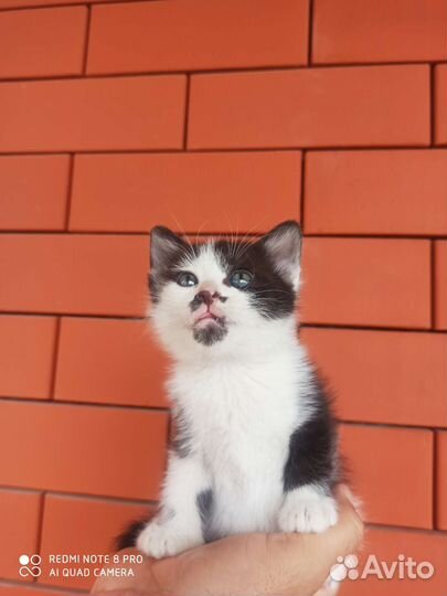 Кошка в дар бесплатно