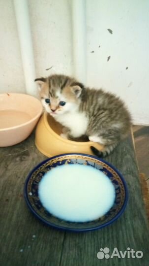 Домашние животные котята