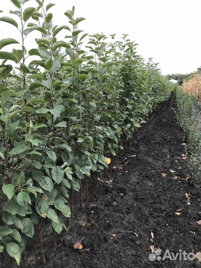 Саженцы плодовых деревьев (опт, розница)
