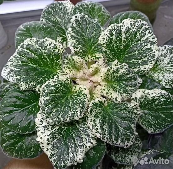 Фиалки, детки