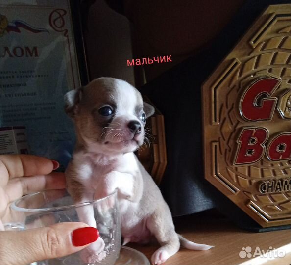 Щенки чихуахуа