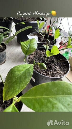 Лимон комнатный Мейер