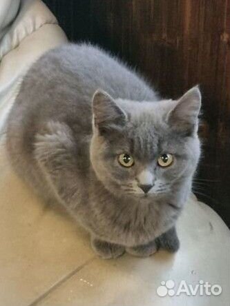 Котята в добрые руки бесплатно