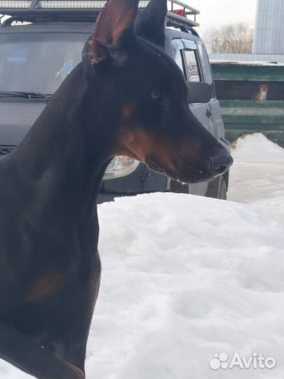 Щенки добермана