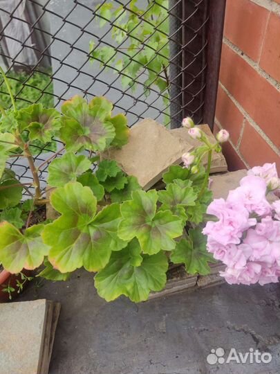 Сортовая Пеларгония герань, Принцесса Грейс