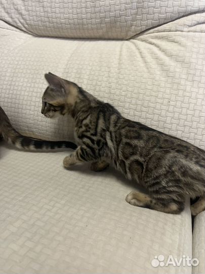 Бенгальская