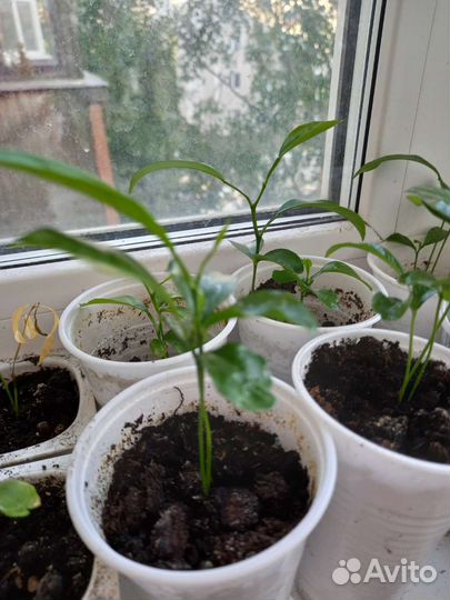 Ростки мандарина, лимона