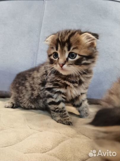 Продам шотландских котят