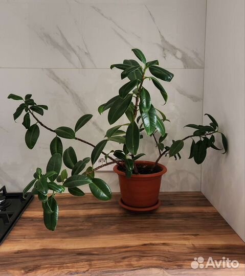 Фикус в горшке