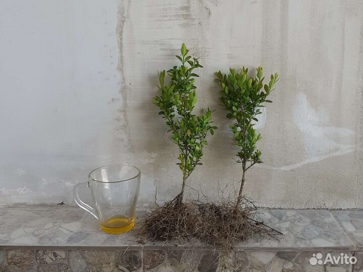 Саженцы самшиты