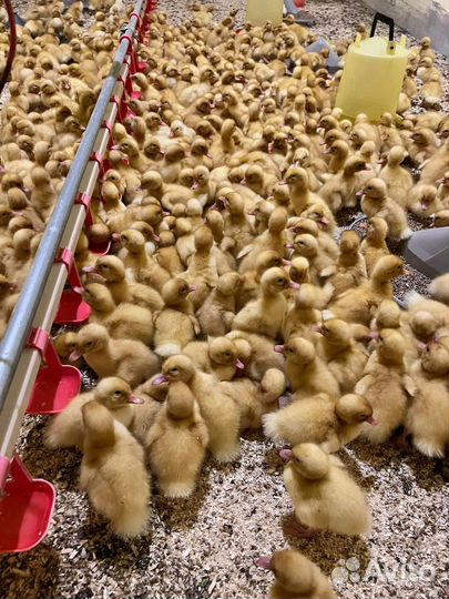 Гуси, утки,суточные, подрощенные