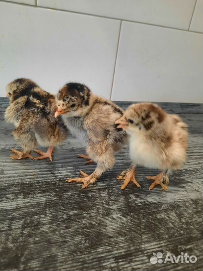 Куры брама серебро чёрноокаймлённое