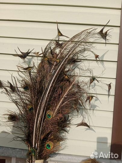 Перо павлина 2023