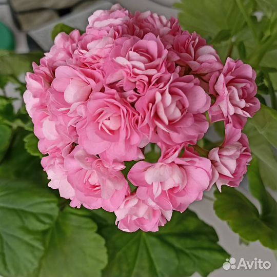 Пеларгонии сортовые