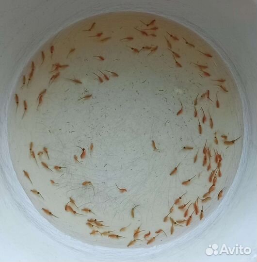 Артемия- самки с икрой