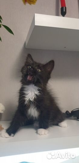 Черный пушистый котенок