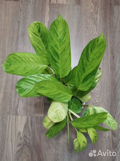 Ктенанте Е-Моррен/ Ctenanthe E-Morren