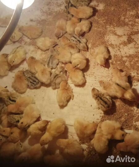 Инкубационные перепелиные яйца