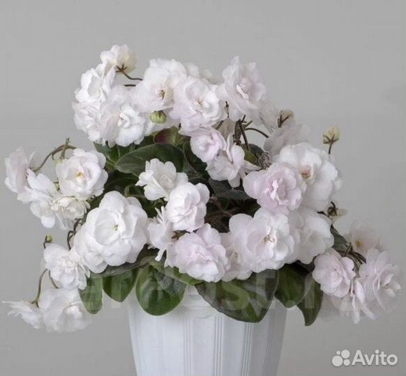 DS - Невеста фиалка сортовая